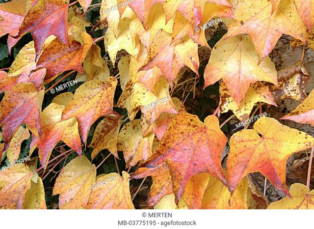 abandoned, American ivy, autumn coloring    Background, nature, colors, coloring, plant, climbing plant, supple plant, spinster vine, vine plant