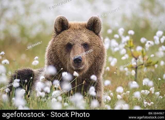 Brown bear (Ursus arctos) in a bog with fruiting cotton grass at the edge in a boreal coniferous forest, portrait, Suomussalmi, Karelia, Finland, Europe