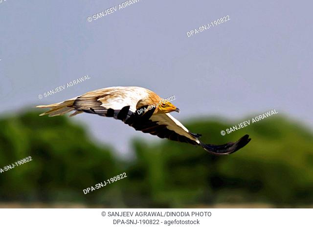Egyptian Vulture Tal Chappar Wildlife Sanctuary Rajasthan India Asia