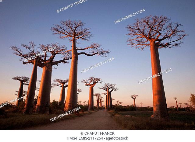 Madagascar, Menabe region, Morondava, alley of the baobabs, Grandidier's Baobabs (Adansonia grandidieri)