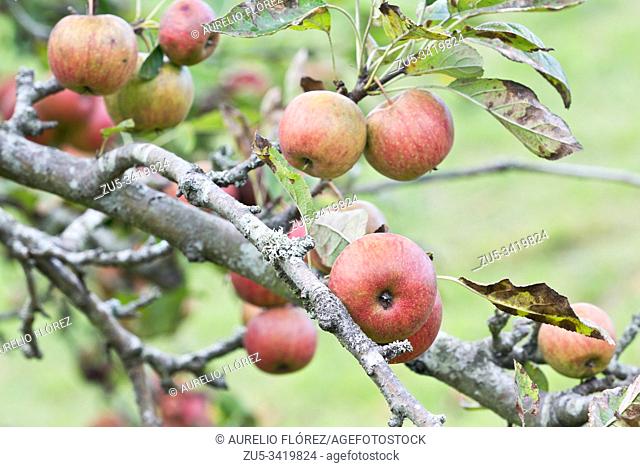 The apple comes from the Tian Shan forests, a boundary zone between China, Kazakhstan and Kyrgyzstan. With the expeditions to America