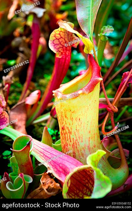 Bright carnivorous plant Nepenthes also known as tropical pitcher plant