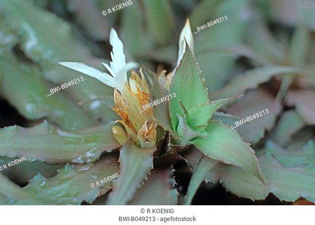 Cryptanthus acaulis Cryptanthus acaulis 'Unicolor', Cryptanthus acaulis Unicolor, blooming
