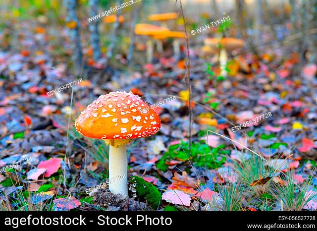 Amanita mushroom in the autumnal forest. Close-up view