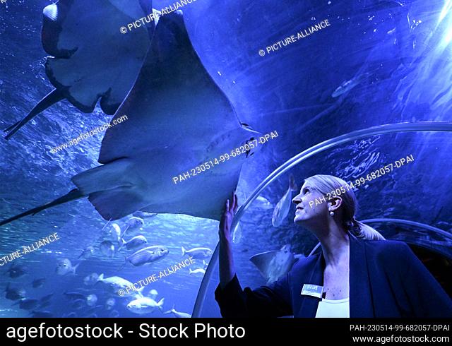 PRODUCTION - 12 May 2023, Berlin: General Manager Anja Nitsch stands under the tunnel tank of the Sealife aquarium among swimming rays