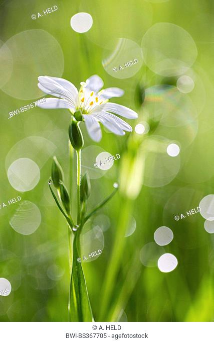 easterbell starwort, greater stitchwort (Stellaria holostea), with refelction of dewdrops on the grass, Germany, Baden-Wuerttemberg