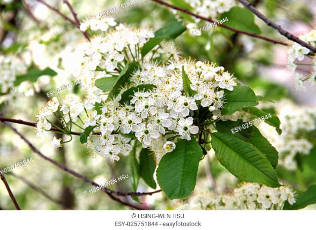 Prunus padus(Bird Cherry) blossoming in early spring