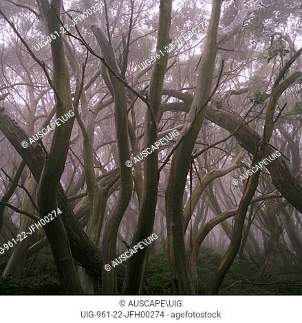 Snow gum trees (Eucalyptus pauciflora), in the mist, Mount Baw Baw, Gippsland, Victoria, Australia