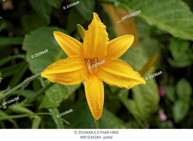 Hemerocallis hybrid, Daylily