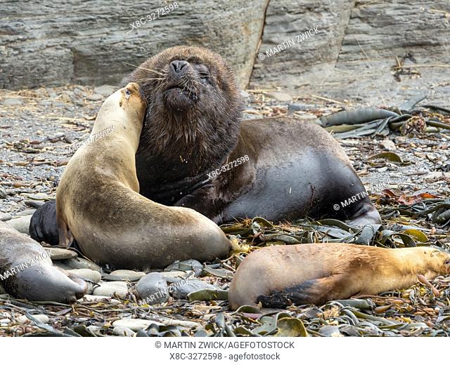 Dominant bull and harem. South American sea lion (Otaria flavescens, formerly Otaria byronia), also called the Southern Sea Lion or Patagonian sea lion