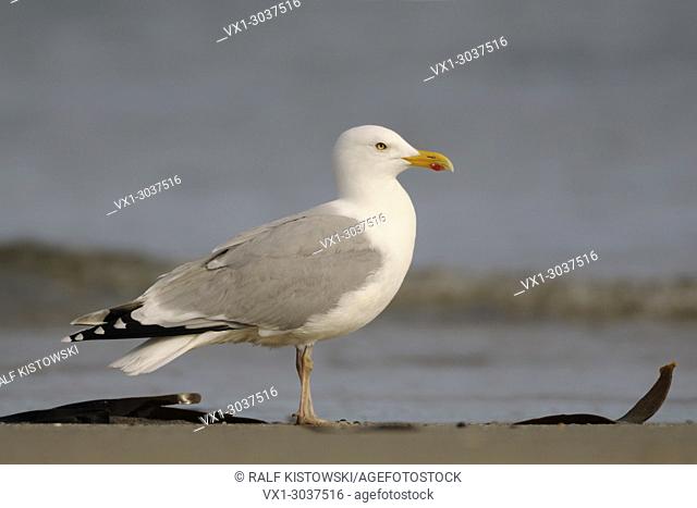European Herring Gull ( Larus argentatus ) , huge adult, standing on the beach close to the shoreline, side view, profile, wildlife, Europe
