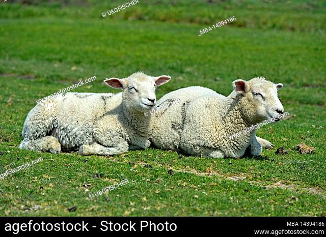 Two lambs of the Texel sheep breed resting on the pasture in the marshland, Schleswig-Holstein Wadden Sea National Park, Westerhever, Schleswig-Holstein