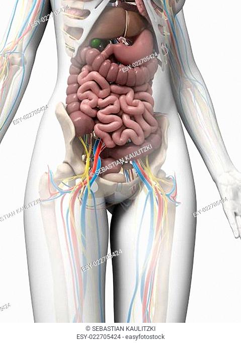 3d rendered illustration of the female anatomy