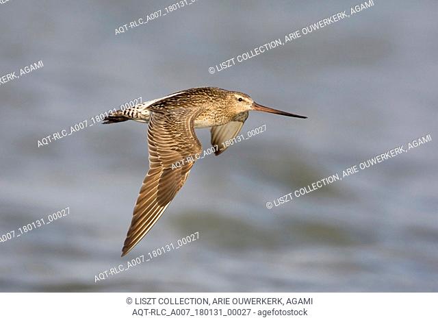 Flying female Bar-tailed Godwit in summer plumage, Bar-tailed Godwit, Limosa lapponica