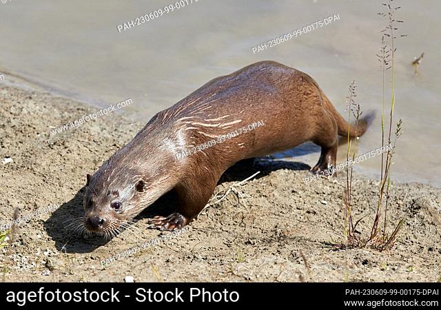 09 June 2023, Schleswig-Holstein, Tönning: A female otter comes out of the water in the outdoor area of the new otter facility at the Nationalpark-Zentrum...