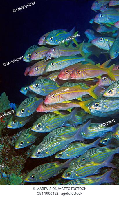 Striped large-eye bream (Gnathodentex aureolineatus) and Yellowfin goatfish (Mulloides vanicolensis) . Mauritius, Indian Ocean