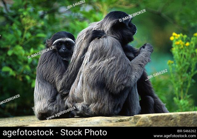 Mueller's Gibbons (Hylobates muelleri), female with young