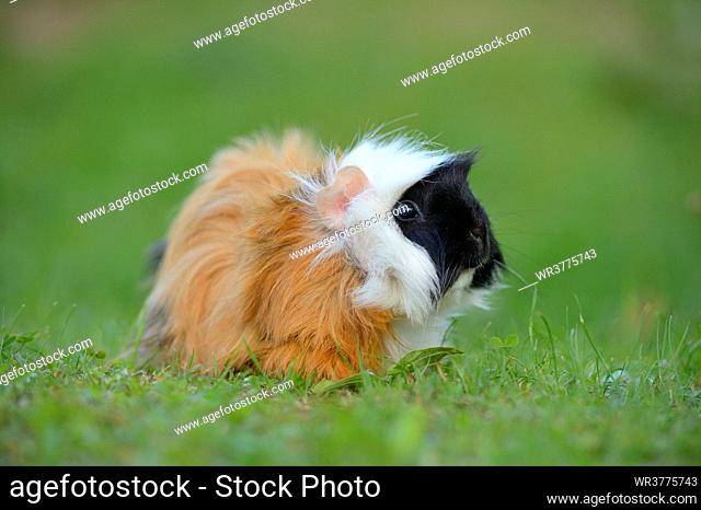 Guinea pig on meadow