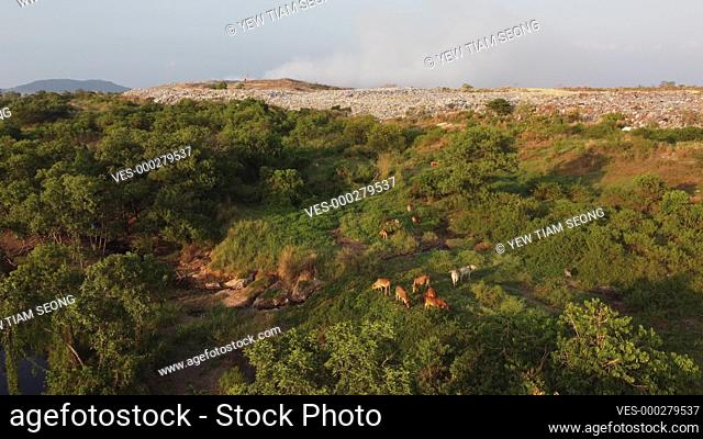 Aerial view cows grazing grass near rubbish dump site in evening