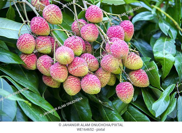 The Lychee is a fresh small fruit having whitish pulp with fragrant flavor. The fruit is covered by a pink-red roughly shell and easily removed to expose a...