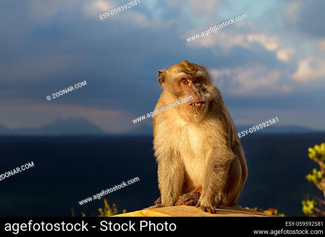 Javaneraffe (Macaca fascicularis) im Black River Gorges Nationalpark in Mauritius, Afrika. Crab-eating Macaque (Macaca fascicularis) in the Black River Gorges...