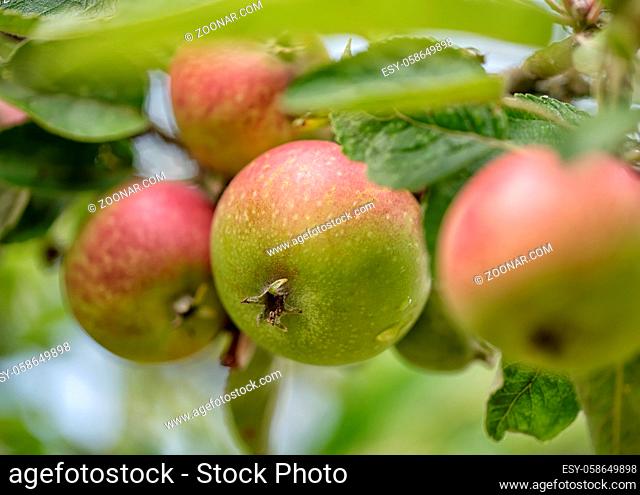 Green with red side fresh apple with water drops on an apple tree branch