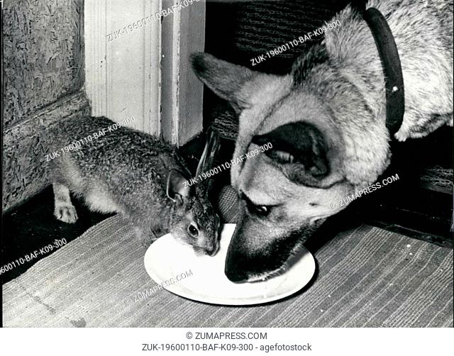 1962 - Queer Friendships-Some unusual Animal Pals: It is often believed that animals of different families can never be friends