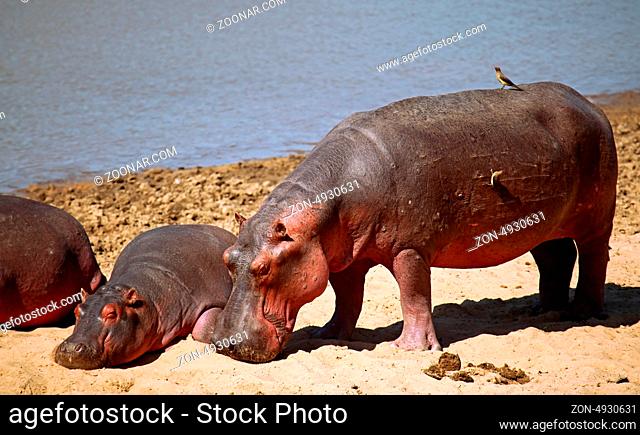 Hippos im South Luangwa Nationalpark, Sambia; Hippos at South Luangwa, Zambia