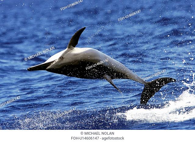 Hawaiian Spinner Dolphin Stenella longirostris spinning. AuAu Channel between Maui and Lanai, Hawaii, USA. Pacific Ocean. rr