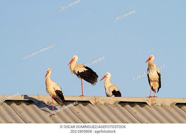 White stork (Ciconia ciconia) group on farm roof near Ivars Lake. Lleida province. Catalonia. Spain