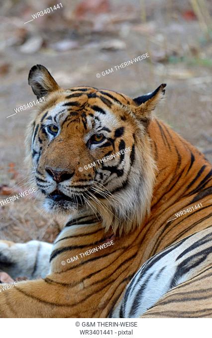 Male Bengal tiger (Panthera tigris tigris) resting, Bandhavgarh National Park, Madhya Pradesh, India, Asia
