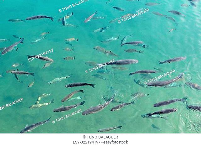 fishes mullet school in mediterranean saltwater