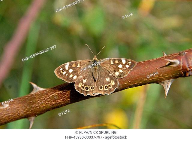 Speckled Wood Parage aegeria adult, resting on rose stem, Isle of Wight, England