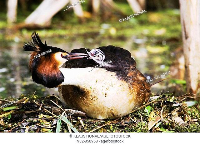 Great Crested Grebe Podiceps cristatus adult on nest feeding a feather for its chick - Bavaria / Germany
