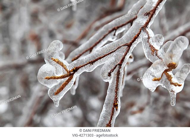 Branches of a Birch tree encased in a heavy layer of ice after an ice storm in Toronto, Ontario, Canada. - TORONTO, ONTARIO, Canada, 22/12/2013