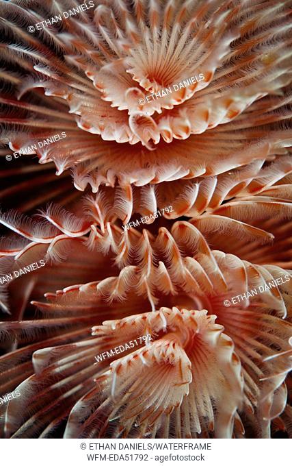 Magnificent Tube Worm, Protula magnifica, Lembeh Strait, North Sulawesi, Indonesia