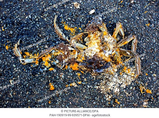 18 September 2019, Lower Saxony, Thedinghausen: A Chinese mitten crab lies on a road near the district of Werder. The species has been living in Germany for...
