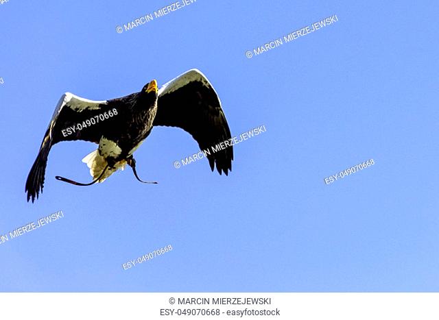 Flying steller's sea eagle (Haliaeetus pelagicus)