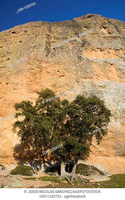 Holm oak Quercus ilex next La Peña, in Los Arribes del Duero Natural Park  Salamanca, Castilla y León  Spain