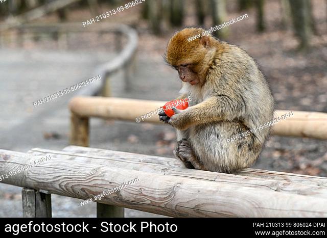 13 March 2021, Baden-Wuerttemberg, Salem: A Barbary ape sits on a visitor bench in the Affenberg outdoor enclosure and eats a tomato