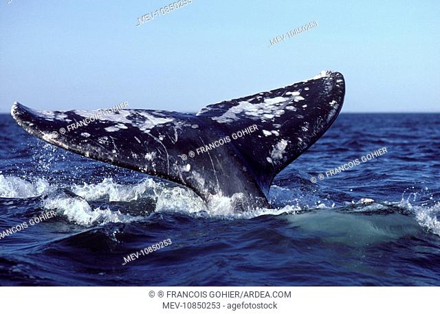 California Grey Whale (Eschrichtius robustus). San Ignacio Lagoon, Baja California South, Mexico