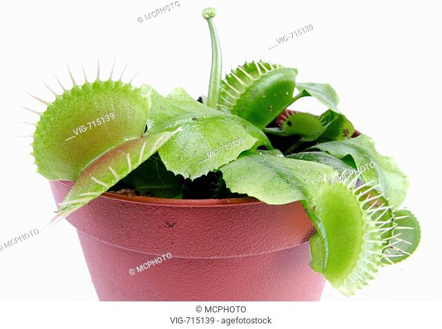 Venus flytrap (Dionaea muscipula), potted plant  - 25/01/2006