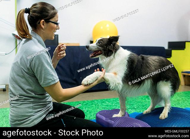 Female physiotherapist training Border Collie on Bosu balls