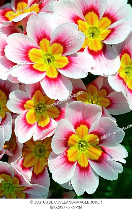 Flowering primrose hybrid (Primula vulgaris Hybride)