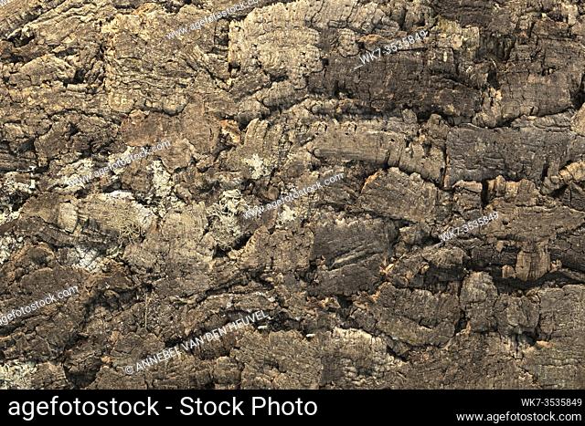 Dark brown Tree bark background texture natural concept closeup beauty in nature