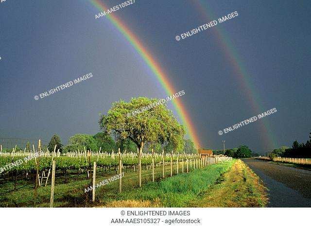 Rainbow over vineyard in spring storm, Anderson Valley, near Booneville, Mendocino County, California (no PR)