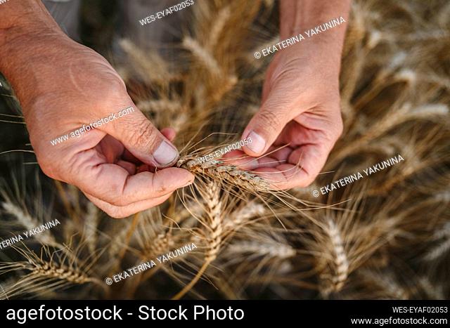 Hands of farmer holding wheat crops