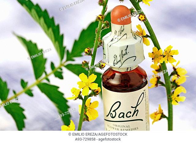 Agrimony (Agrimonia eupatoria). Bach's floral remedy