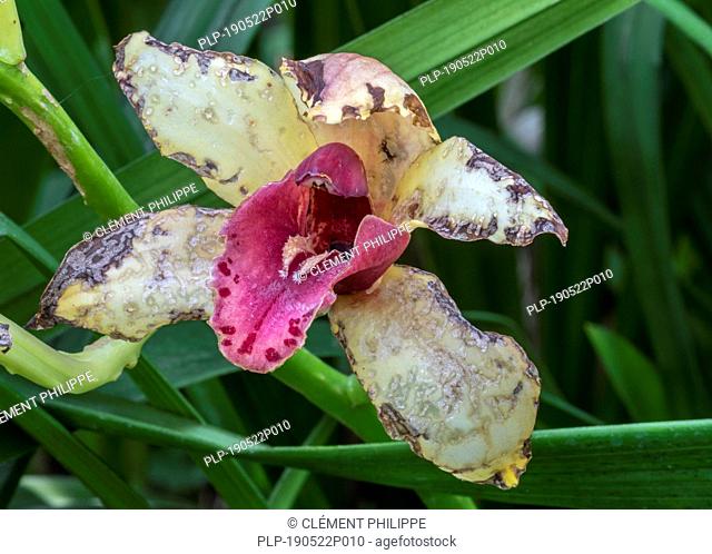 Cymbidium, boat orchid species in the orchid family Orchidaceae