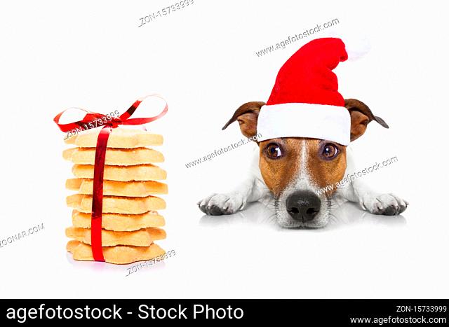 jack russell dog waiting and begging for christmas treats or cookies as present or gift, wearing santa hat, isolated on white background